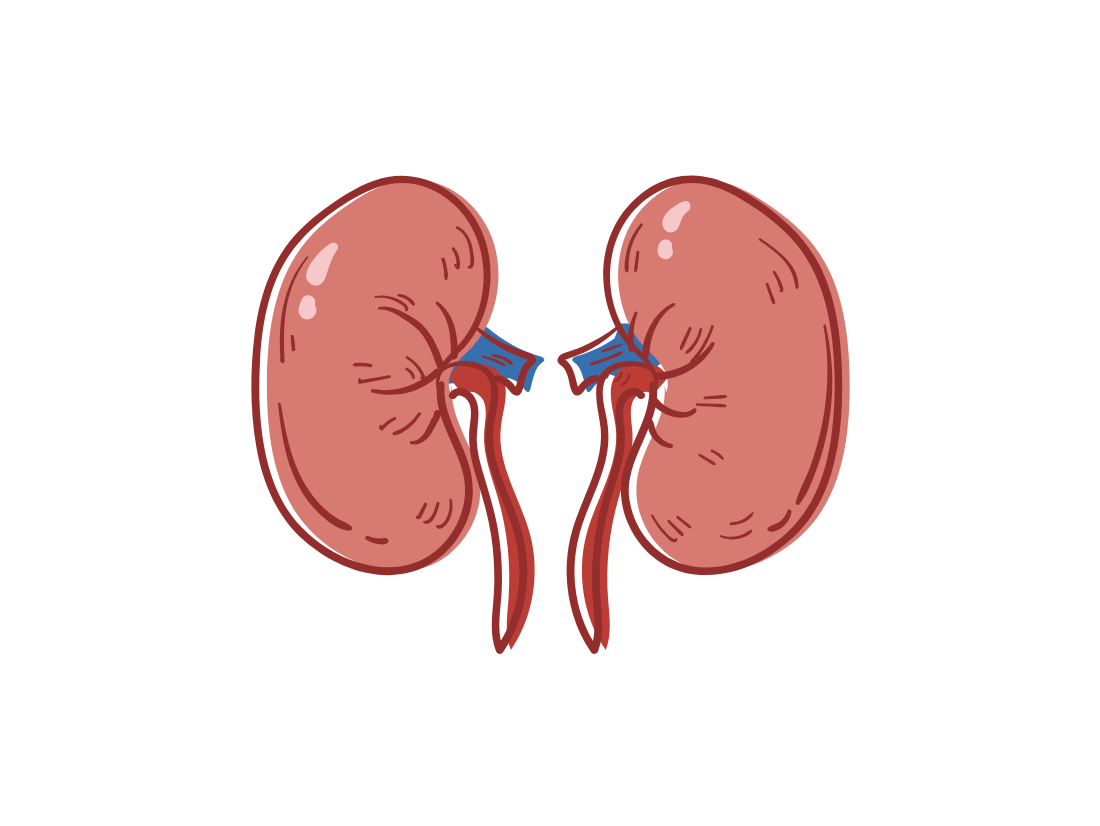 Kidney Cancer icon